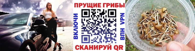 Купить где  Бобров  Галлюциногенные грибы GOLDEN TEACHER 